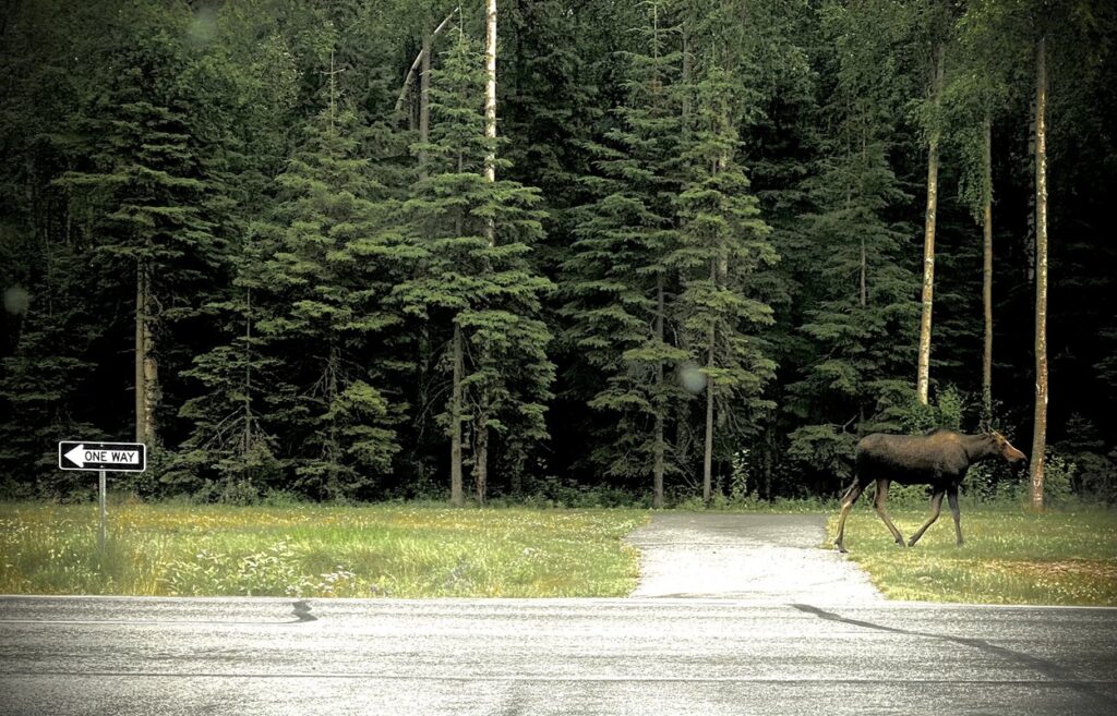 Moose Cow Walking on post at Joint Base Elmendorf Richardson - JBER - 1250pxMoose Cow Walking on post at Joint Base Elmendorf Richardson - JBER - 1250px