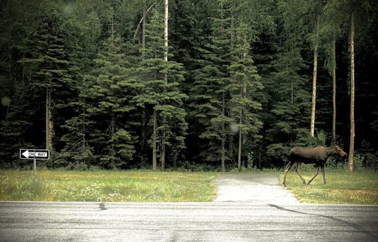 Moose Cow Walking on post at Joint Base Elmendorf Richardson - JBER - 1250pxMoose Cow Walking on post at Joint Base Elmendorf Richardson - JBER - 1250px